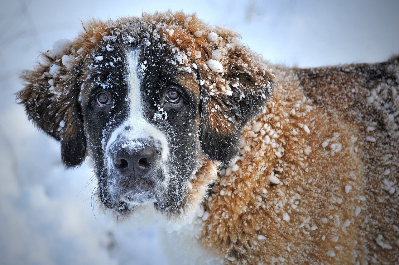 dog, snow, st bernard dog